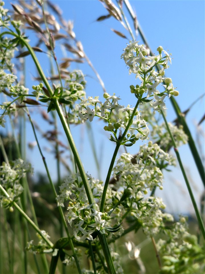 Wiesenlabkraut (Galium mollugo) beim Insultheimer Hof im Landschaftsschutzgebiet „Hockenheimer Rheinbogen“
