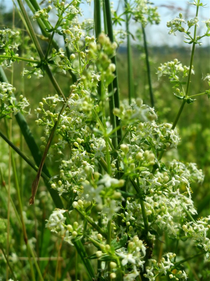 Wiesenlabkraut (Galium mollugo) beim Insultheimer Hof im Landschaftsschutzgebiet „Hockenheimer Rheinbogen“