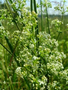Wiesenlabkraut (Galium mollugo) beim Insultheimer Hof im Landschaftsschutzgebiet „Hockenheimer Rheinbogen“