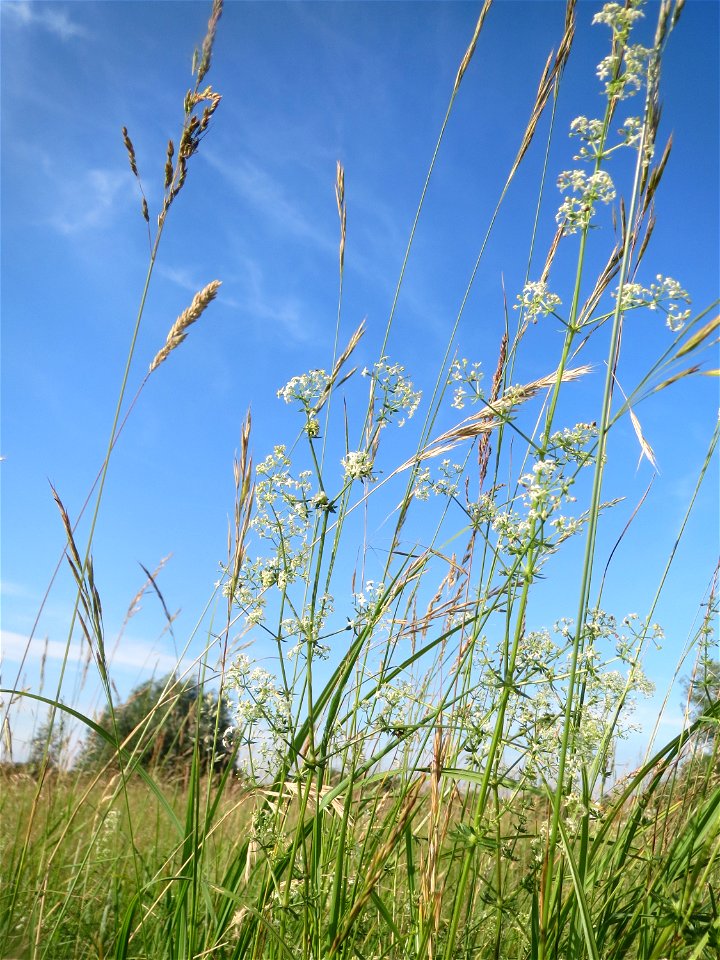Wiesenlabkraut (Galium mollugo) im Naturschutzgebiet „Bachwiesen/Leopoldswiesen“ im Hockenheimer Rheinbogen