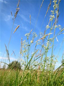 Wiesenlabkraut (Galium mollugo) im Naturschutzgebiet „Bachwiesen/Leopoldswiesen“ im Hockenheimer Rheinbogen
