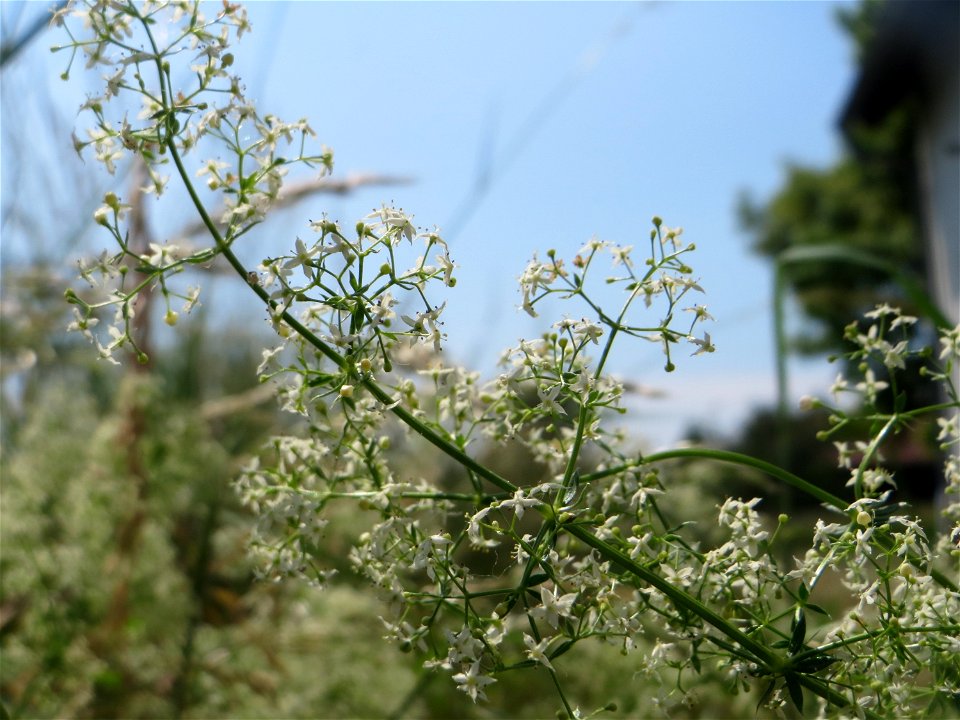 Wiesenlabkraut (Galium mollugo) beim Insultheimer Hof im Landschaftsschutzgebiet „Hockenheimer Rheinbogen“