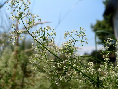 Wiesenlabkraut (Galium mollugo) beim Insultheimer Hof im Landschaftsschutzgebiet „Hockenheimer Rheinbogen“