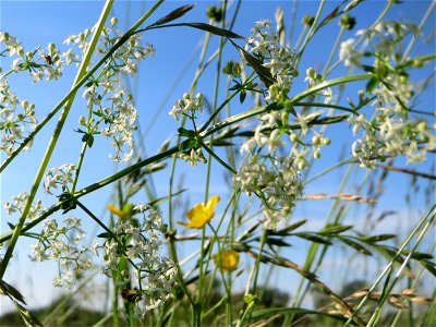 Wiesenlabkraut (Galium mollugo) im Naturschutzgebiet „Bachwiesen/Leopoldswiesen“ im Hockenheimer Rheinbogen