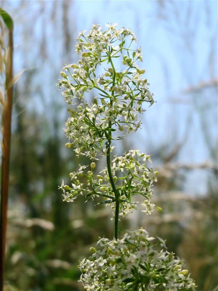 Wiesenlabkraut (Galium mollugo) beim Insultheimer Hof im Landschaftsschutzgebiet „Hockenheimer Rheinbogen“