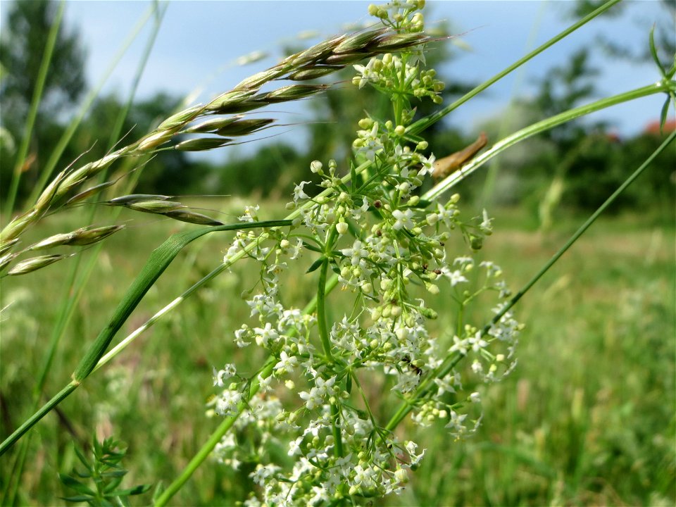 Wiesenlabkraut (Galium mollugo) auf einer Streuobstwiese in Hockenheim