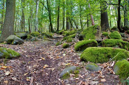 Stones covered moss