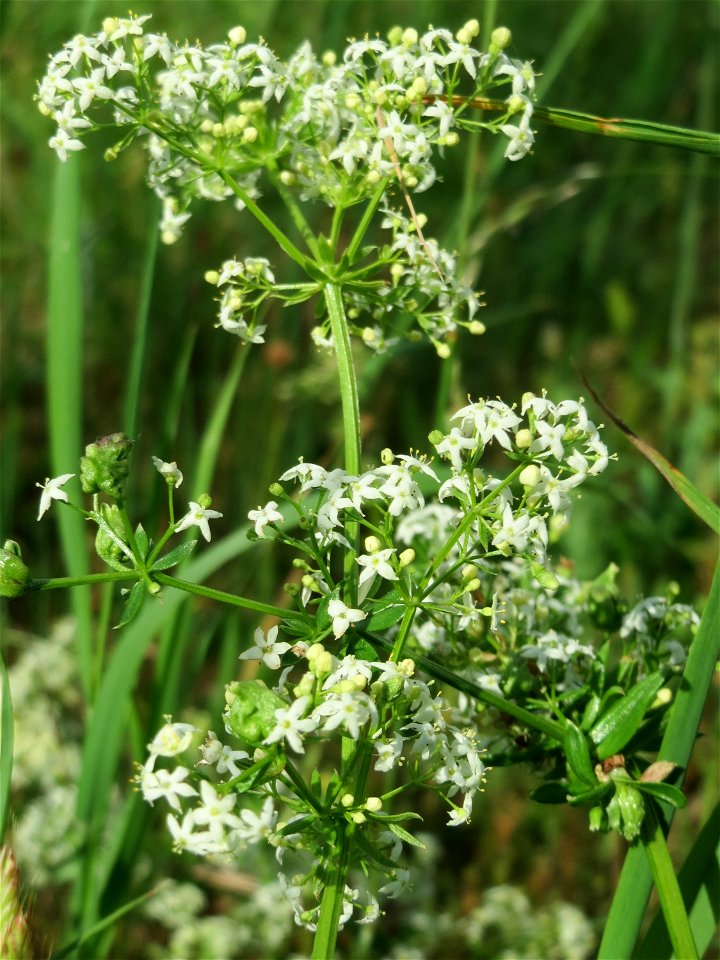 Wiesen-Labkraut (Galium mollugo) auf einer Streuobstwiese in Hockenheim