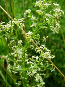 Wiesen-Labkraut (Galium mollugo) auf einer Wiese zum Schutz der Haubenlerche am Stadtrand von Hockenheim