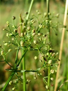 Wiesen-Labkraut (Galium mollugo) auf einer Streuobstwiese in Hockenheim