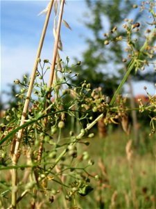 Wiesen-Labkraut (Galium mollugo) auf einer Streuobstwiese in Hockenheim photo