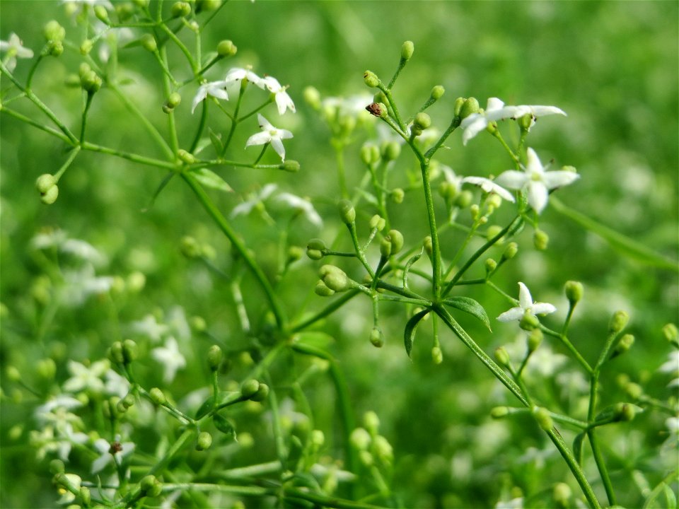 Wiesenlabkraut (Galium mollugo) auf einer Extensiv-Fläche im Gartenschaupark Hockenheim