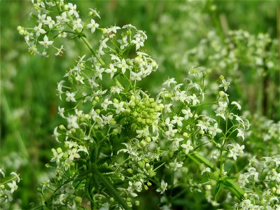Wiesen-Labkraut (Galium mollugo) bei Reilingen