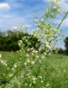 Wiesen-Labkraut (Galium mollugo) bei Reilingen