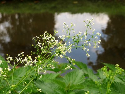 Wiesen-Labkraut (Galium mollugo) am Zähringer Kanal (Leimbach) in Schwetzingen photo