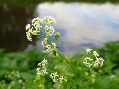 Wiesen-Labkraut (Galium mollugo) am Zähringer Kanal (Leimbach) in Schwetzingen