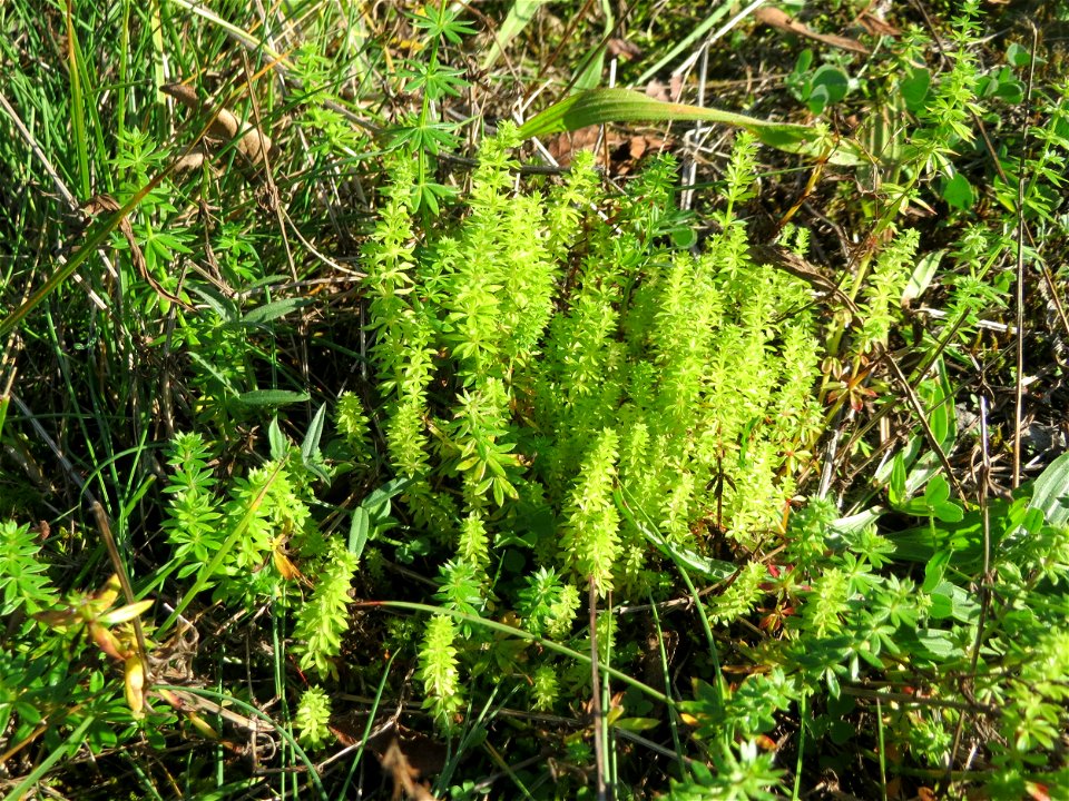 Wiesenlabkraut (Galium mollugo) an einem Randstreifen der B36 bei Hockenheim