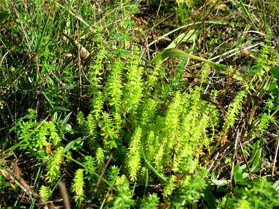 Wiesenlabkraut (Galium mollugo) an einem Randstreifen der B36 bei Hockenheim