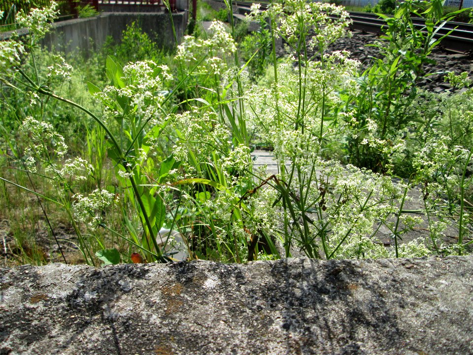 Wiesen-Labkraut (Galium mollugo) am Bahnhof Bruchmühlbach-Miesau