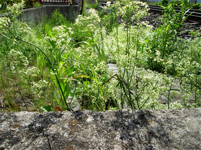Wiesen-Labkraut (Galium mollugo) am Bahnhof Bruchmühlbach-Miesau