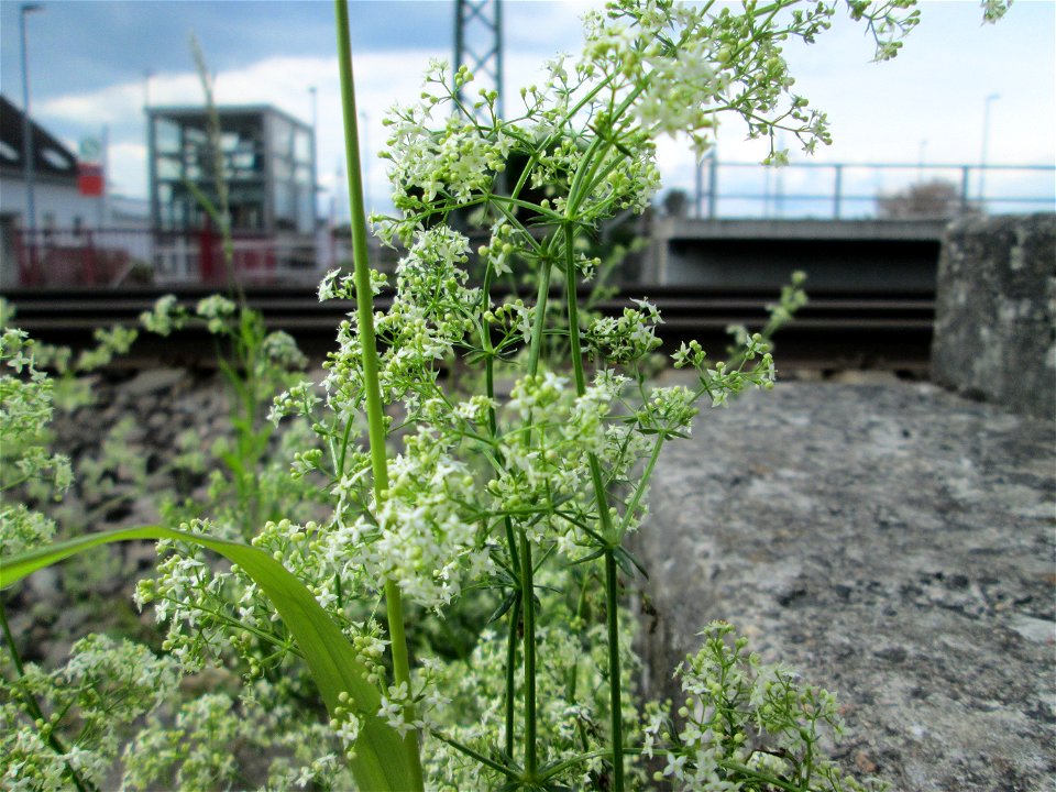 Wiesen-Labkraut (Galium mollugo) am Bahnhof Bruchmühlbach-Miesau
