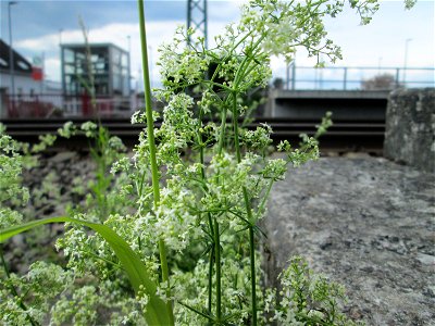Wiesen-Labkraut (Galium mollugo) am Bahnhof Bruchmühlbach-Miesau