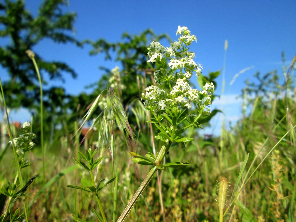 Wiesenlabkraut (Galium mollugo) auf einer Streuobstwiese in Hockenheim