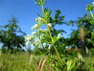 Wiesenlabkraut (Galium mollugo) auf einer Streuobstwiese in Hockenheim