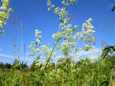 Wiesenlabkraut (Galium mollugo) auf einer Streuobstwiese in Hockenheim