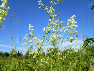 Wiesenlabkraut (Galium mollugo) auf einer Streuobstwiese in Hockenheim photo