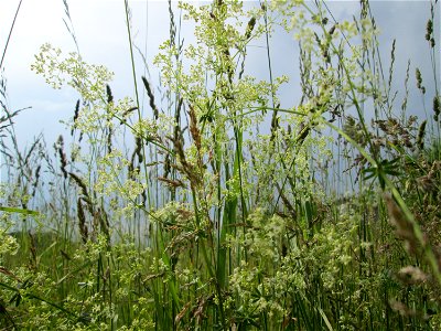 Wiesenlabkraut (Galium mollugo) auf einer Wiese in Hockenheim-Talhaus