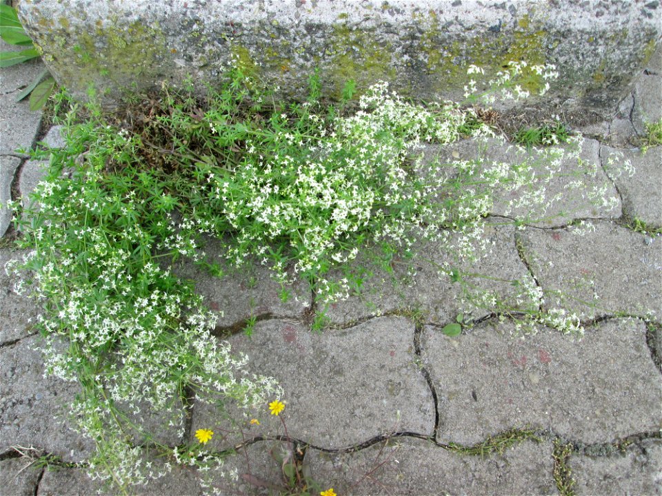 Wiesen-Labkraut (Galium mollugo) am Bahnhof Honburg (Saar)