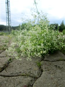 Wiesen-Labkraut (Galium mollugo) am Bahnhof Honburg (Saar)