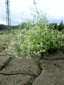 Wiesen-Labkraut (Galium mollugo) am Bahnhof Honburg (Saar) photo