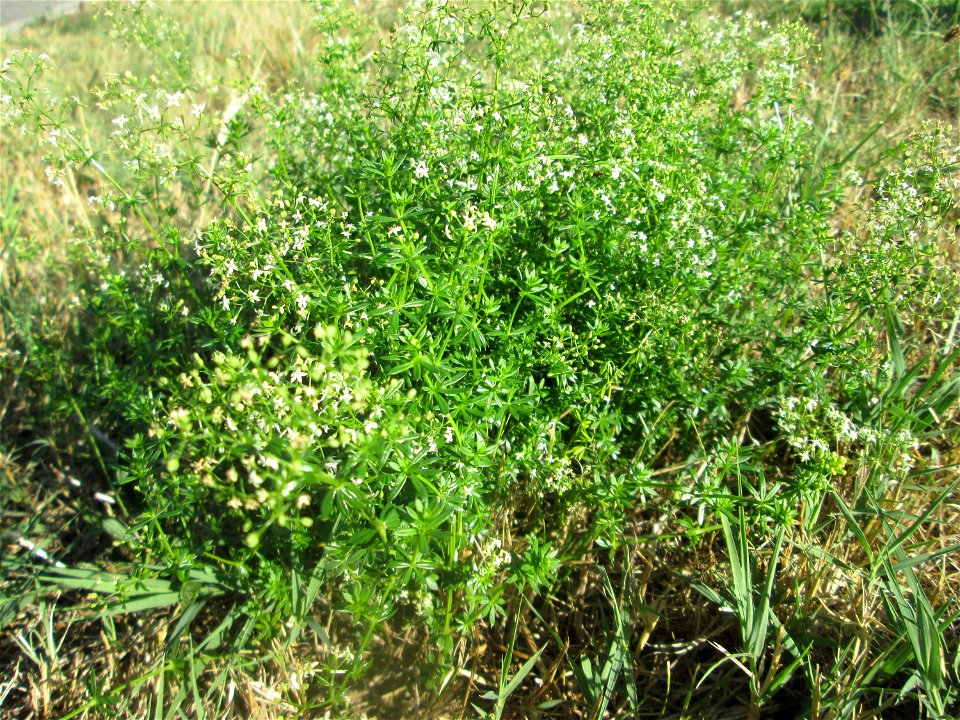 Wiesenlabkraut (Galium mollugo) am Straßenrand in Hockenheim