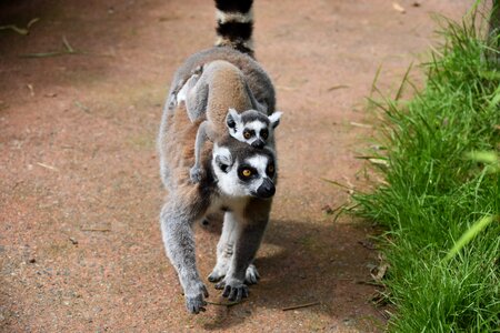 Lemur mom with her little animal