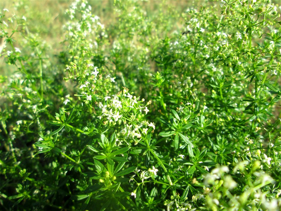 Wiesenlabkraut (Galium mollugo) am Straßenrand in Hockenheim