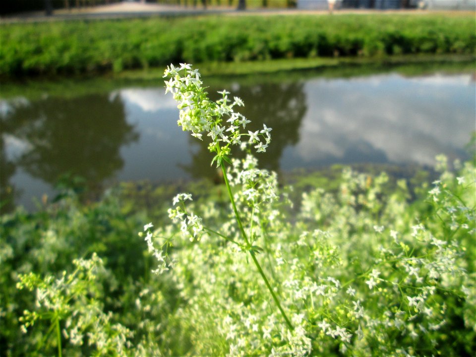 Wiesen-Labkraut (Galium mollugo) am Zähringer Kanal (Leimbach) in Schwetzingen