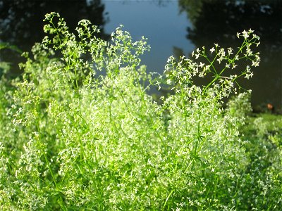 Wiesen-Labkraut (Galium mollugo) am Zähringer Kanal (Leimbach) in Schwetzingen