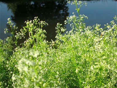 Wiesen-Labkraut (Galium mollugo) am Zähringer Kanal (Leimbach) in Schwetzingen