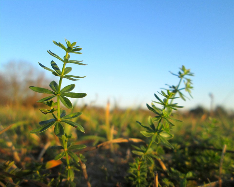 Wiesenlabkraut (Galium mollugo) auf einer Wiese in Hockenheim-Talhaus