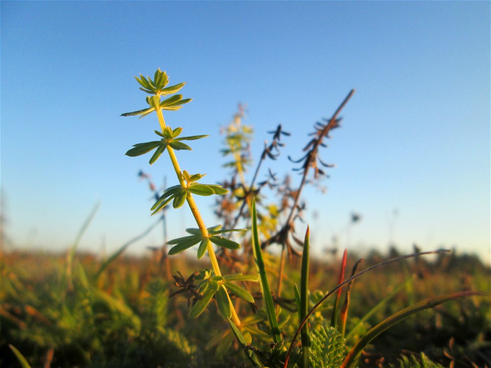 Wiesenlabkraut (Galium mollugo) auf einer Wiese in Hockenheim-Talhaus