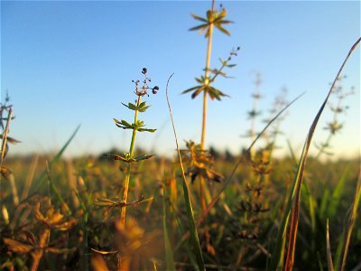 Wiesenlabkraut (Galium mollugo) auf einer Wiese in Hockenheim-Talhaus