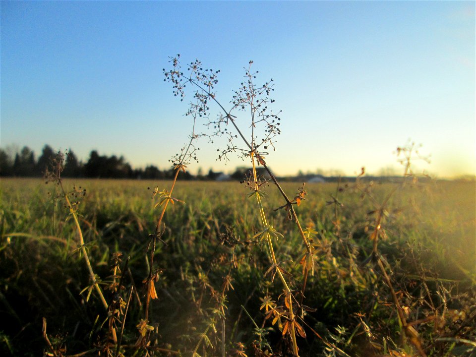 Wiesenlabkraut (Galium mollugo) auf einer Wiese in Hockenheim-Talhaus