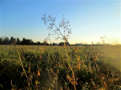 Wiesenlabkraut (Galium mollugo) auf einer Wiese in Hockenheim-Talhaus