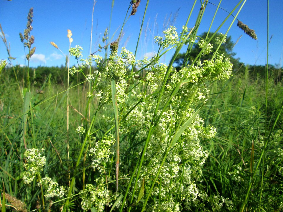 Wiesenlabkraut (Galium mollugo) im Naturschutzgebiet „Hochholz-Kapellenbruch“