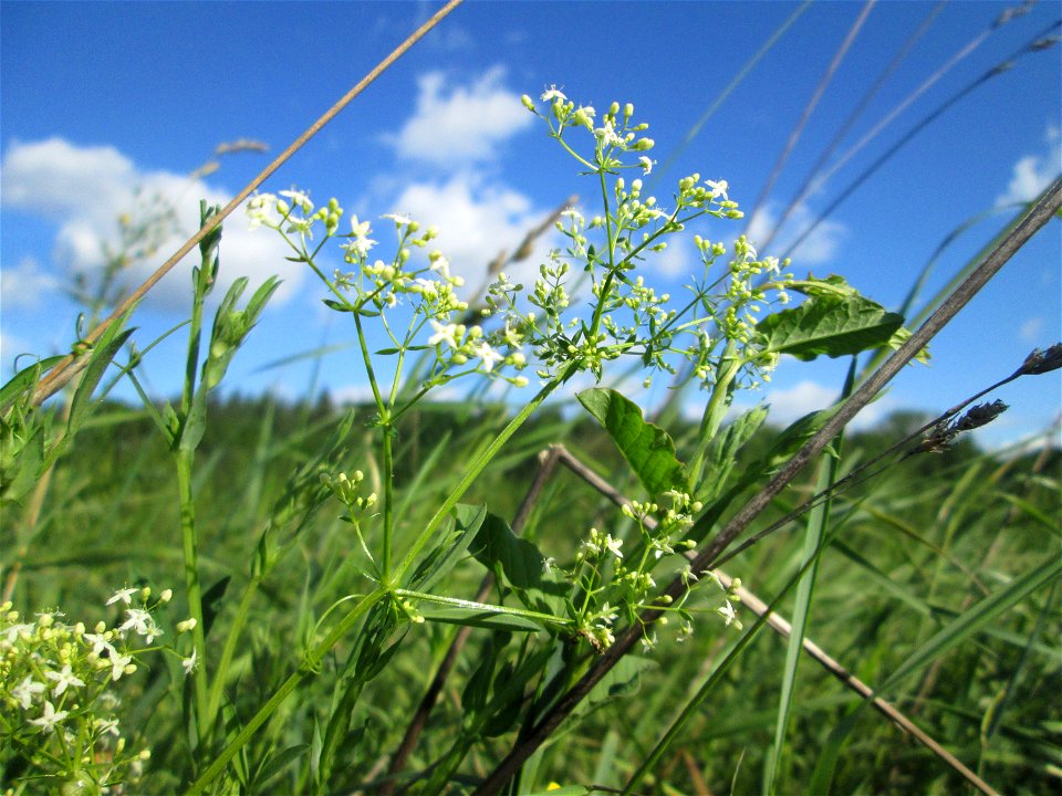 Wiesenlabkraut (Galium mollugo) im Naturschutzgebiet „Hochholz-Kapellenbruch“
