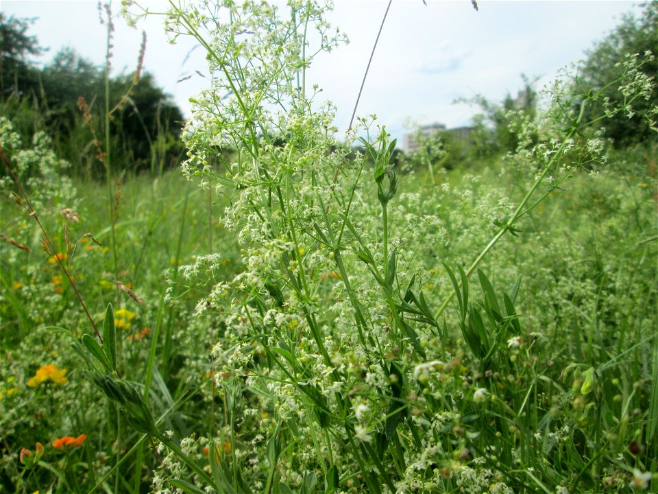 Wiesenlabkraut (Galium mollugo) im Naturschutzgebiet „St. Arnualer Wiesen“