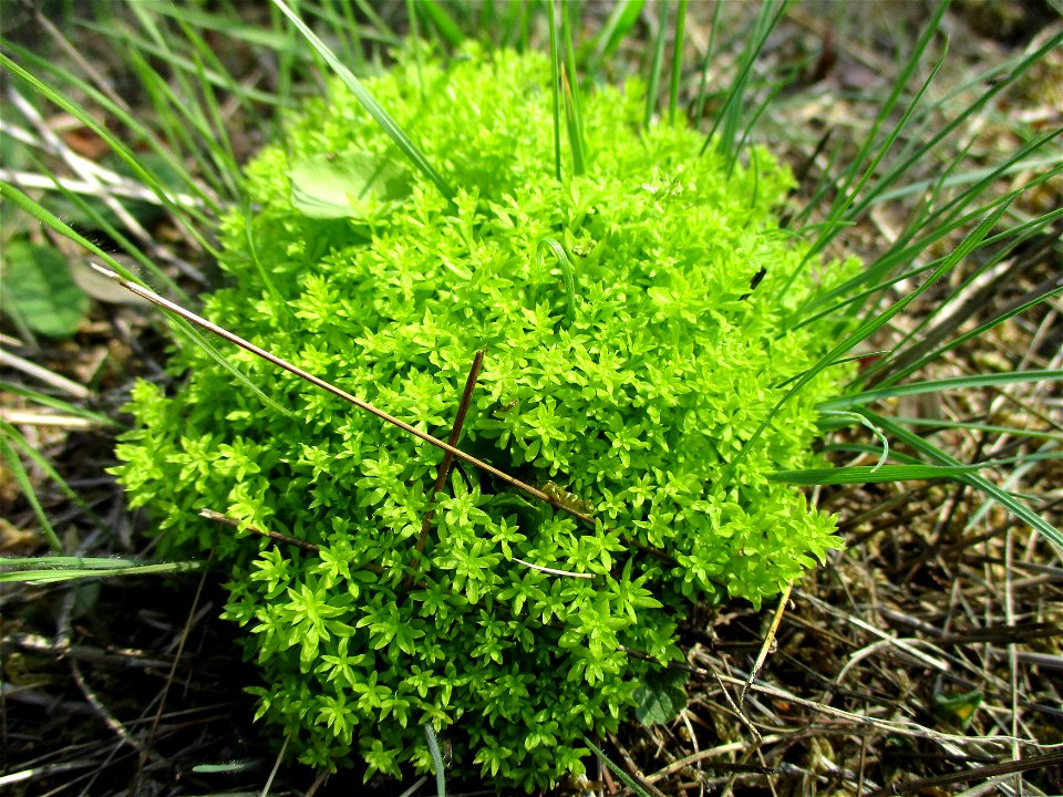 Wiesen-Labkraut (Galium mollugo) am Osthafen Saarbrüücken