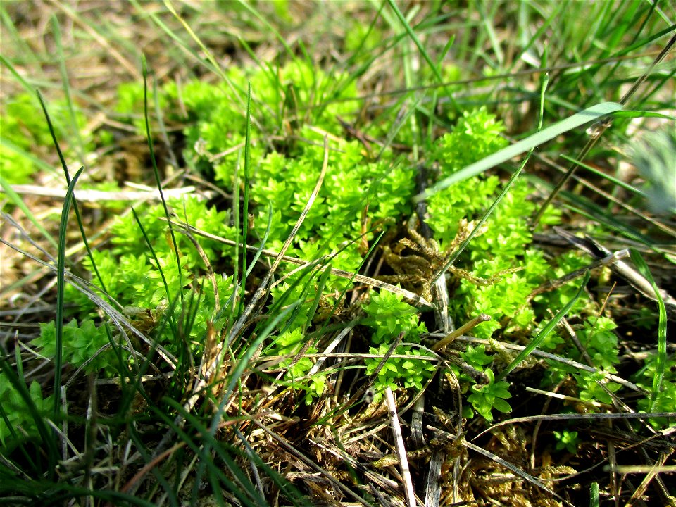 Wiesen-Labkraut (Galium mollugo) am Osthafen Saarbrüücken